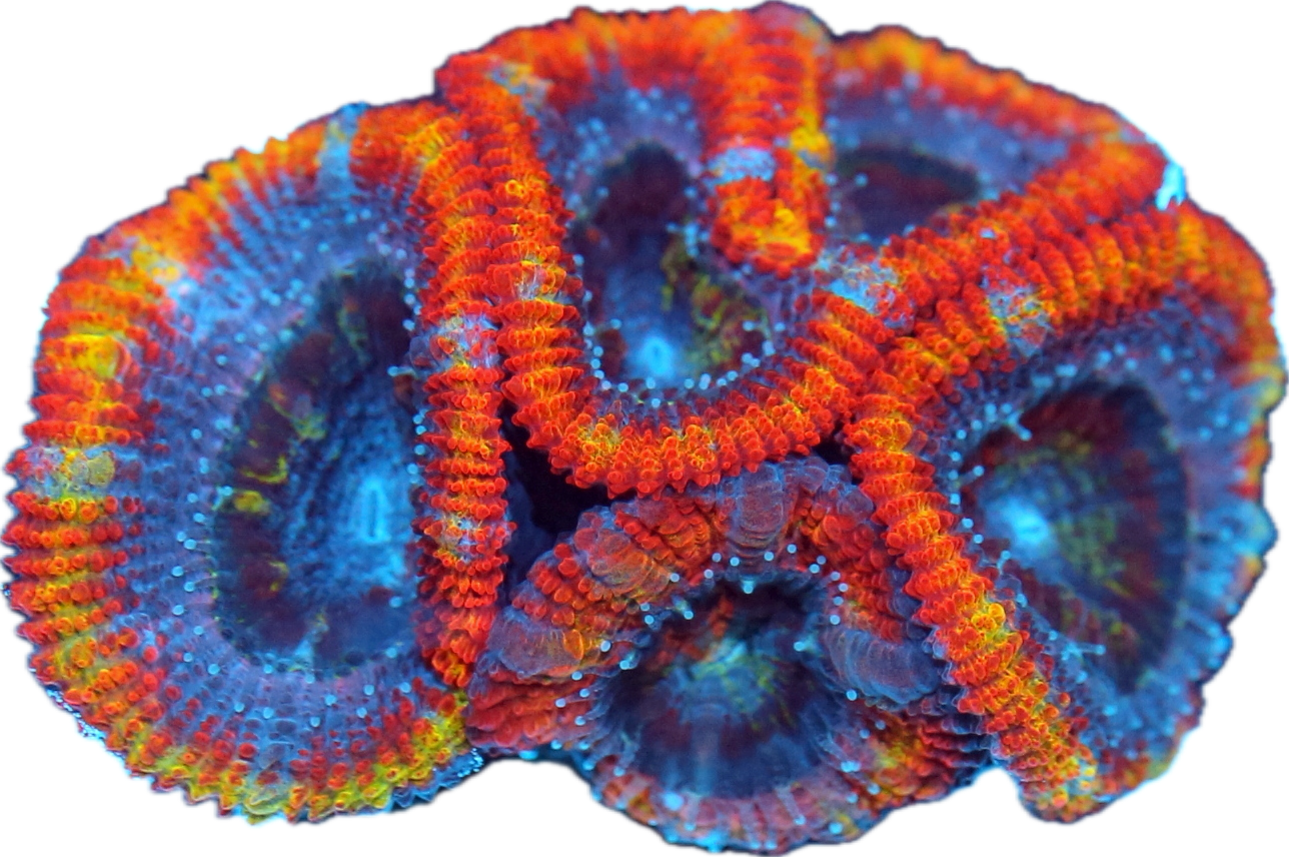 Acan- Small