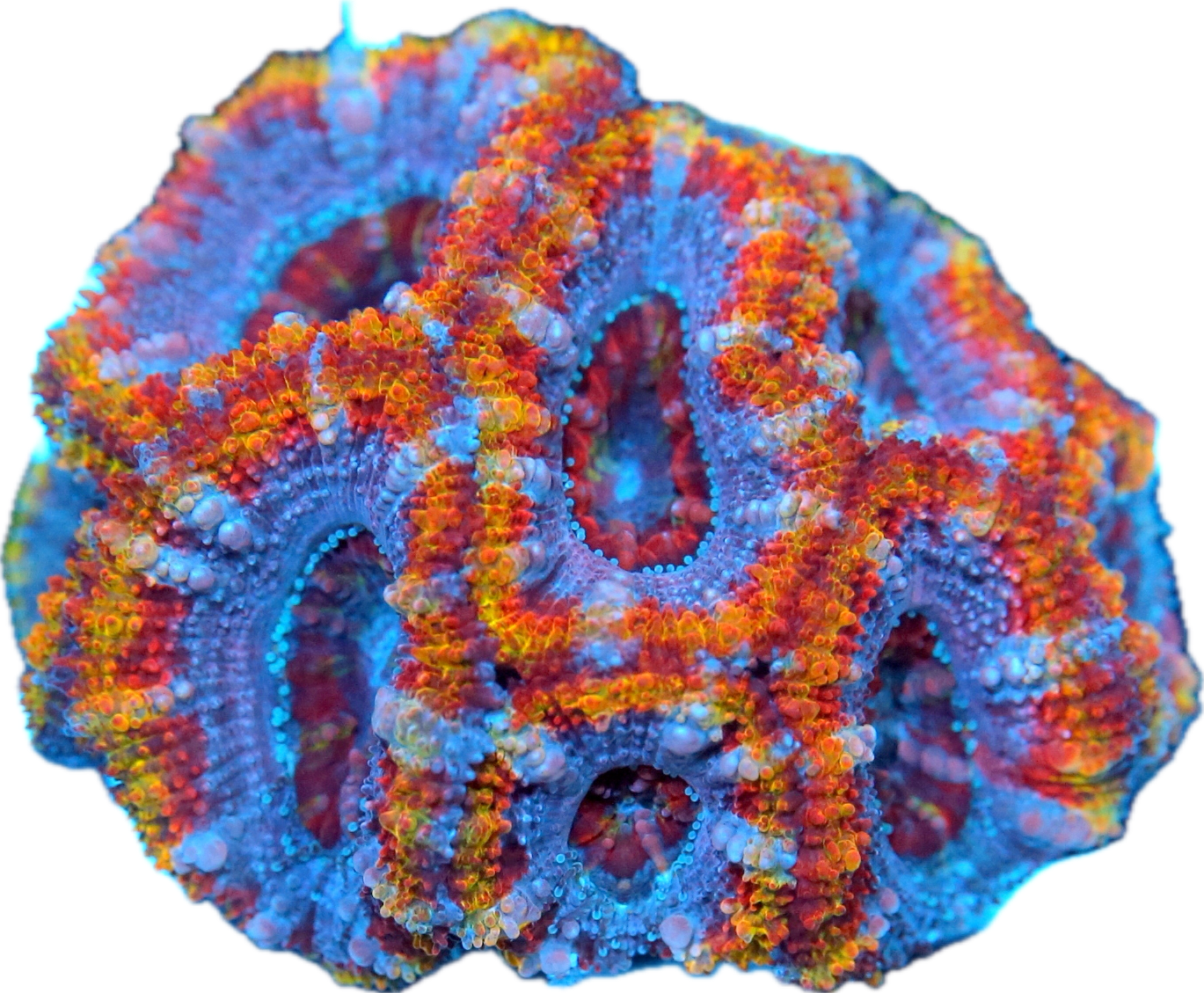 Acan-Small